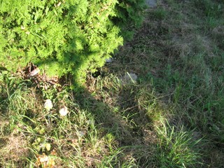 Grób Ryszard Kurgan