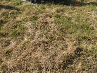 Grób Krzysztof Dobosz