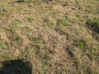 Grób Dziecko Aleksandry Wypych